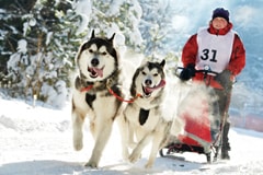 Husky Dog Rides for your team Husky Dog Rides for your team