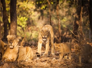 Gujarat Heritage and Wildlife Tour