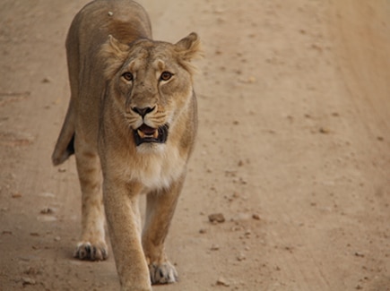 Gir Dwarka Somnath Tour