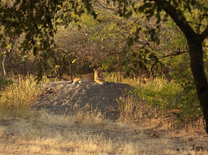 gir national park night safari