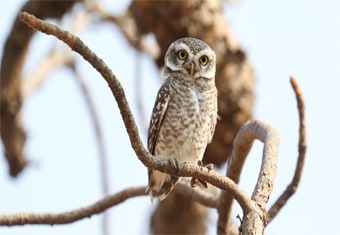 Gujarat Customized Holidays Tour Highlights