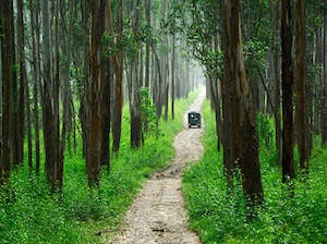 Wayanad - GReaT Trails Wayanad Tour