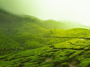 Romantic Munnar Athirapally Tour