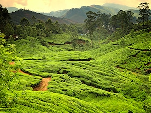 Romantic Kerala Tour