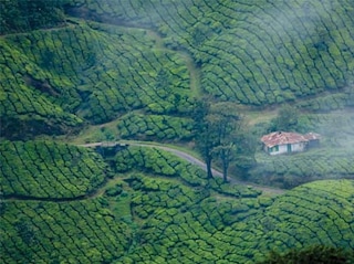 Munnar Alleppey Tour