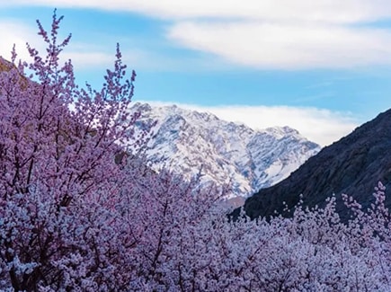 Ladakh Apricot Blossom Tour