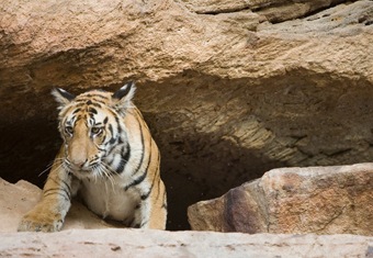 Madhya Pradesh Customized Holidays Tour Highlights