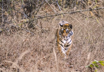 Madhya Pradesh Customized Holidays Tour Highlights