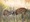 Bandhavgarh Safari @ 16000