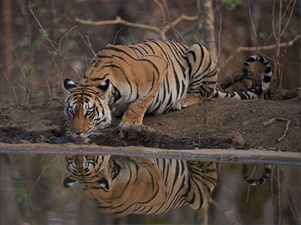 Kanha Pench Safari Tour