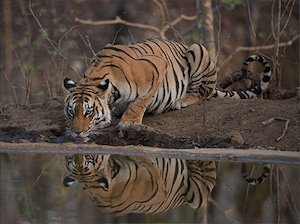 Kanha Pench Safari Tour