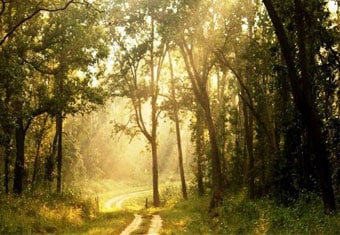 Madhya Pradesh Customized Holidays Tour Highlights