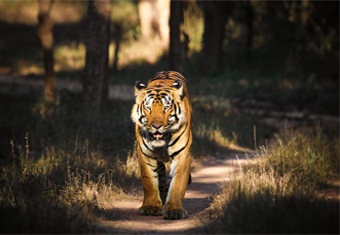 Maharashtra Customized Holidays Tour Highlights