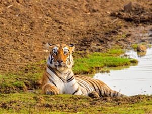 Tadoba Tiger Safari Tour