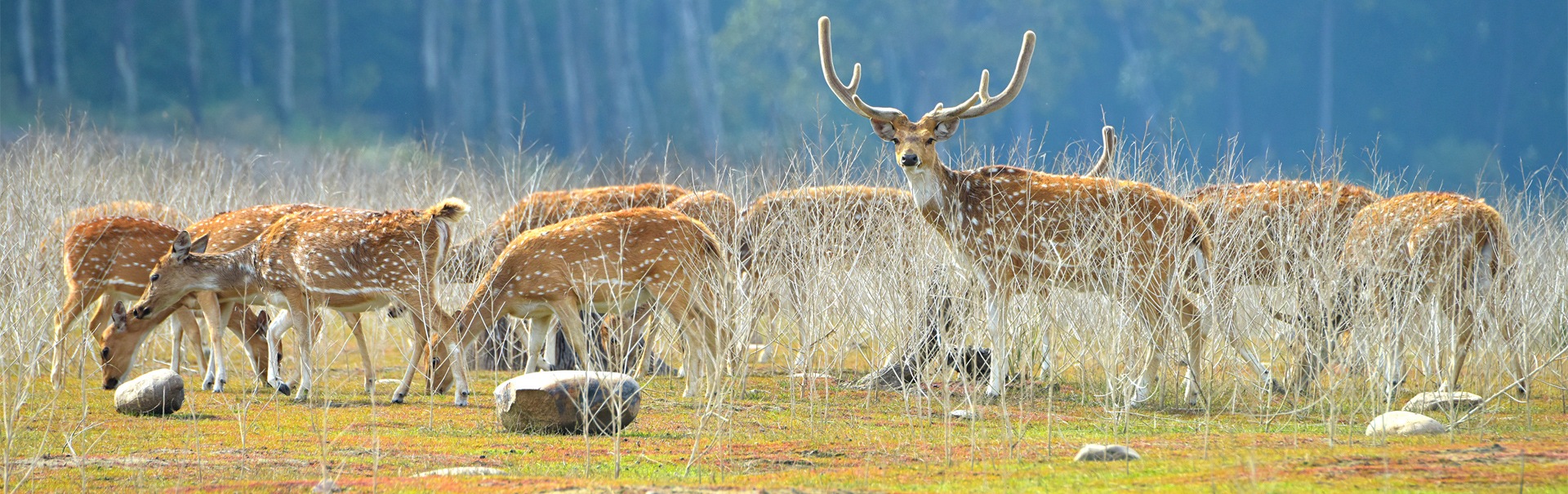Corbett Safari @ 24000 (SHUT17) Banner