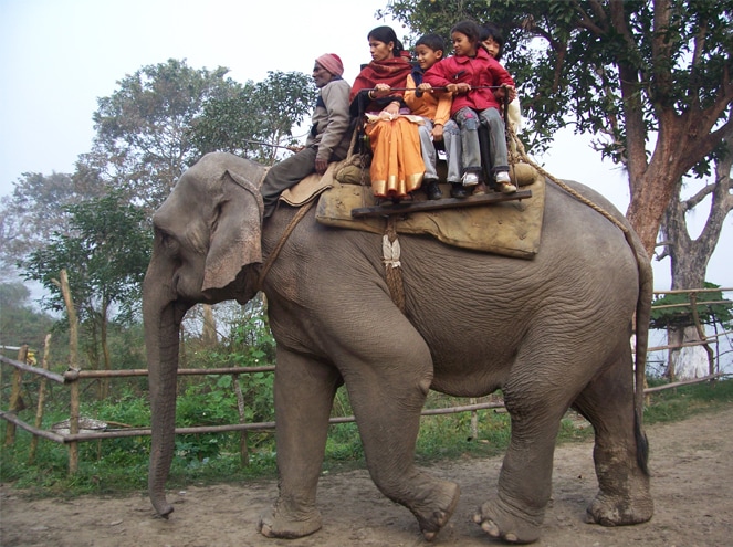 Elephant Ride Kaziranga National Park