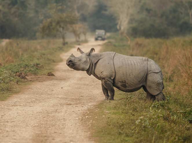 Kaziranga National Park