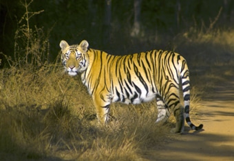 Rajasthan Post Tour Holidays Tour Highlights
