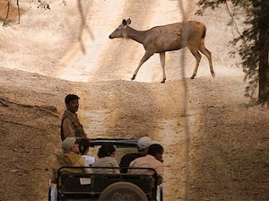 Jaipur Ranthambore Tour