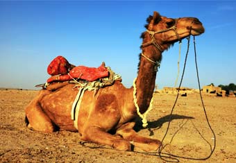 Rajasthan Customized Holidays Tour Highlights