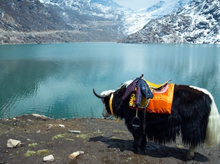 Sikkim Darjeeling Tour