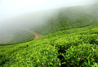 South India Customized Holidays Tour Highlights