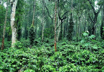 South India Customized Holidays Tour Highlights