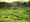 Coorg with Ambatty Green