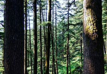 Nainital Mussoorie Corbett Customized Holidays Tour Highlights
