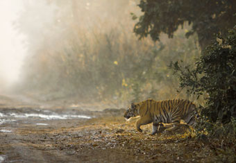 Nainital Mussoorie Corbett Customized Holidays Tour Highlights