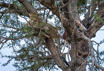 Africa Customized Holidays Tour Highlights