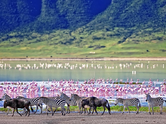 8 Days 7 Nights Serengeti with Kenya Tanzania Customized Holidays Tour ...