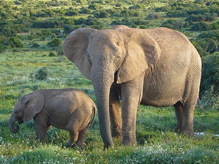 Luxury Botswana with Victoria Falls Tour