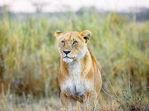 East African Wildlife Safari – Kenya & Tanzania Tour
