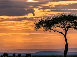 Highlights of Kenya Tour