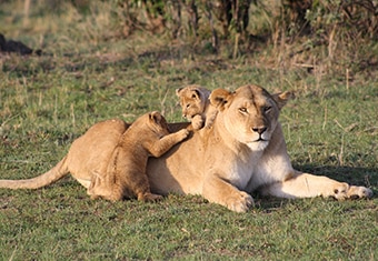 Africa Customized Holidays Tour Highlights
