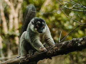 Discover Madagascar Tour