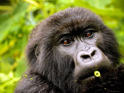 Gorilla Safari Rwanda Tour