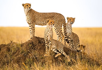 Africa Customized Holidays Tour Highlights