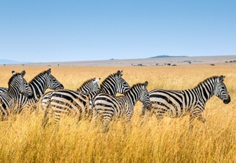 Africa Customized Holidays Tour Highlights