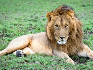 Discover Tanzania Tour