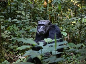 Uganda – Gorilla Trekking & Chimpanzee Tracking Tour