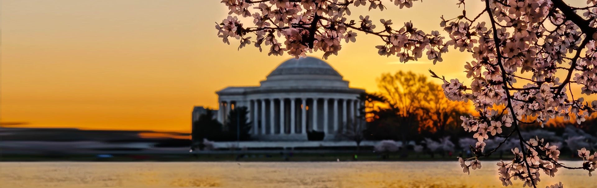 Cherry Blossom in Washington DC (SHUS35) Banner
