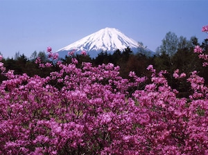 Cherry Blossom in Japan Tour