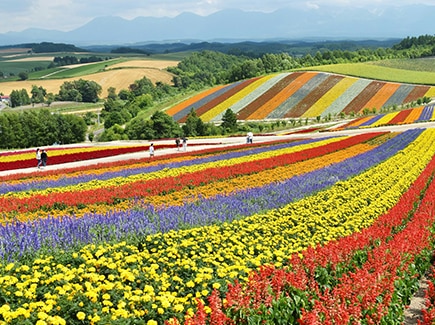 Hokkaido Sapporo Summer Escape Tour