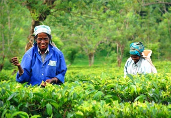 Sri Lanka Customized Holidays Tour Highlights
