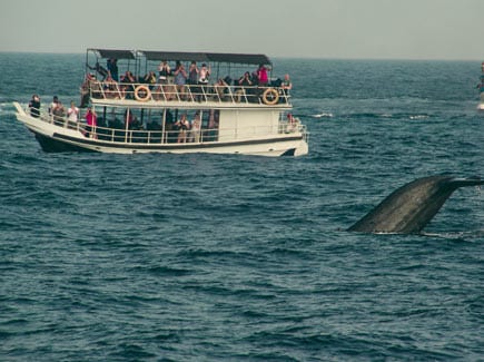 Sri Lankan Explorer Tour