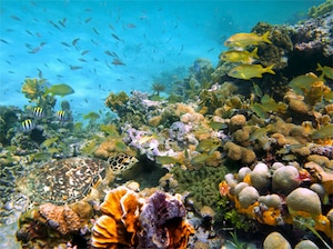 Highlights of Andaman Tour