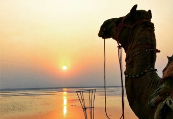 Gujarat Family Tour Highlights
