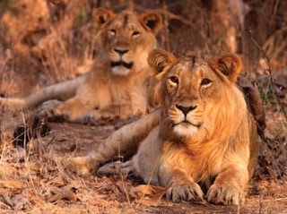 Highlights of Gujarat Tour